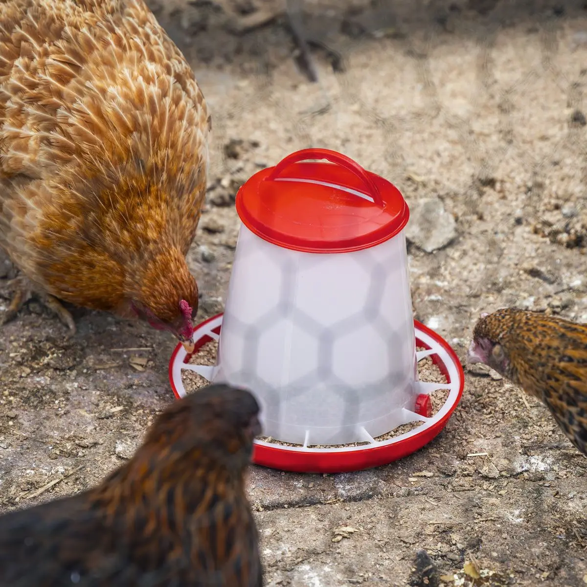 Sealey Poultry Feeder 1.5kg - Image 2