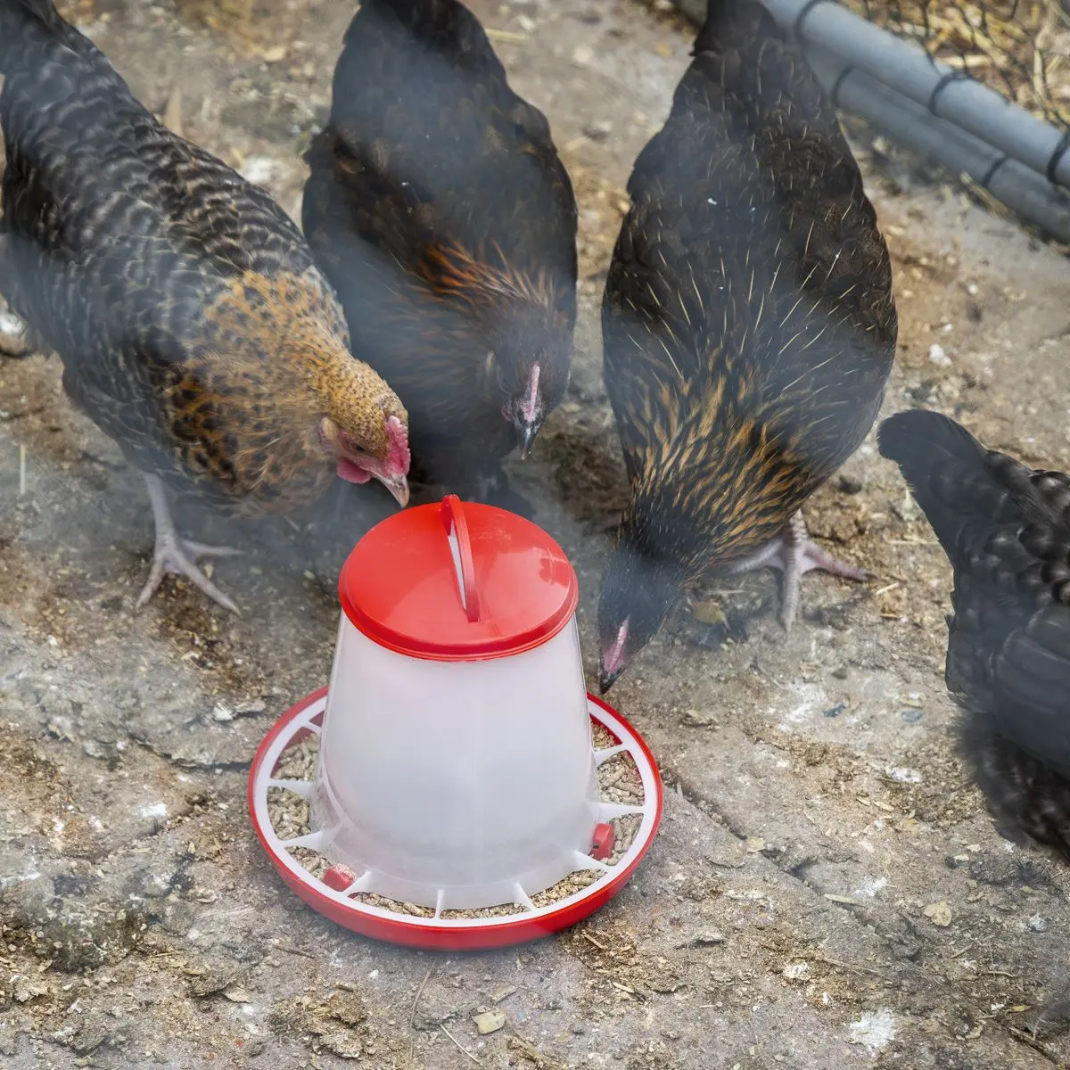 Sealey Poultry Feeder 1.5kg - Image 3