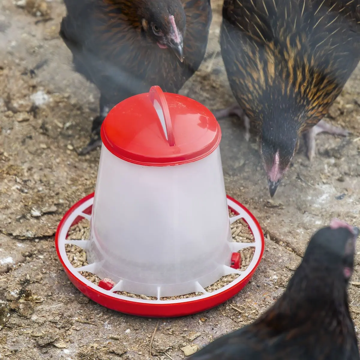 Sealey Poultry Feeder 1.5kg - Image 4