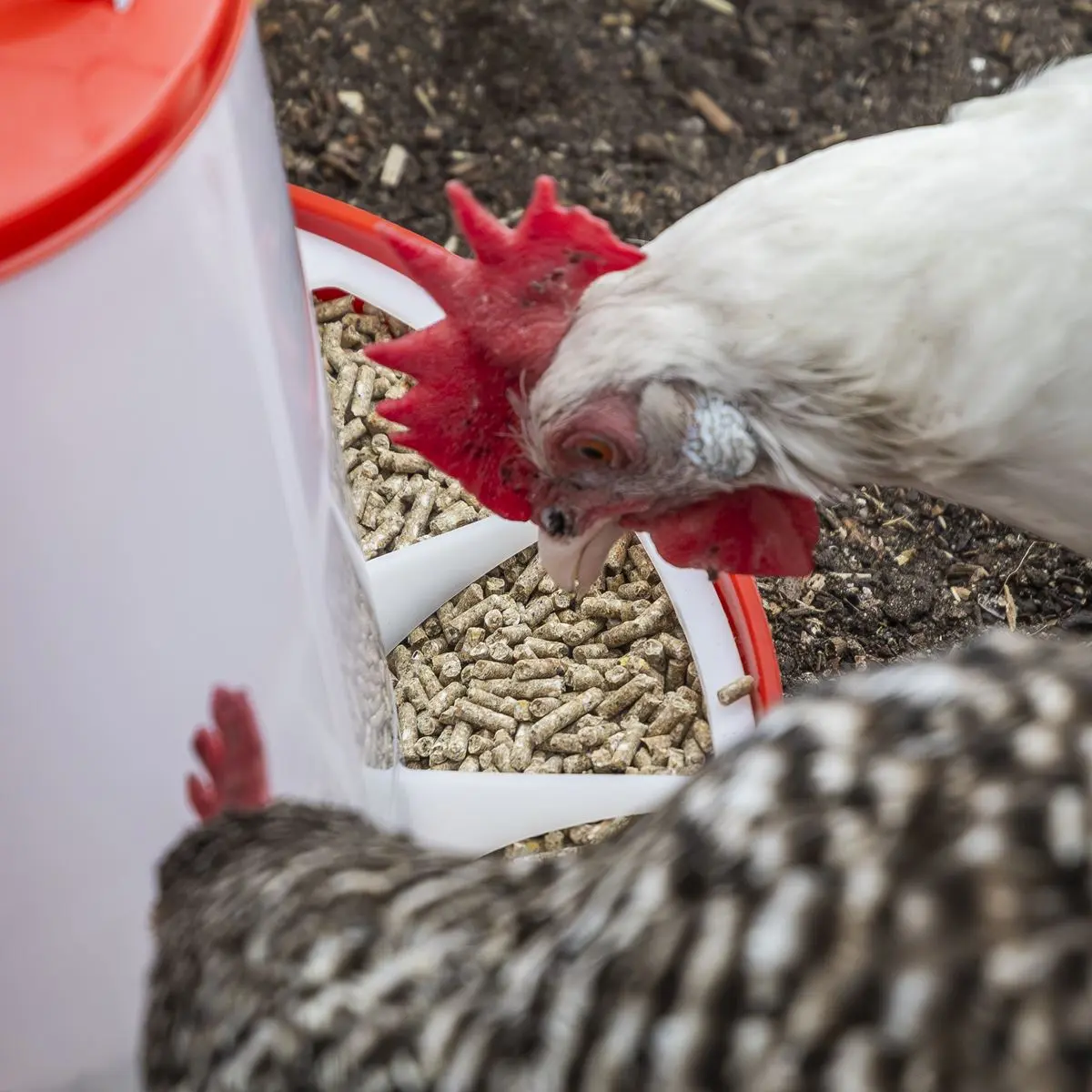 Sealey Poultry Feeder 1.5kg - Pack of 5 - Image 6
