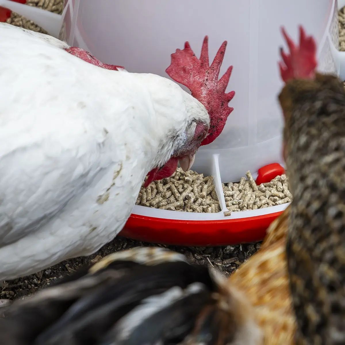 Sealey Poultry Feeder 6kg - Image 3