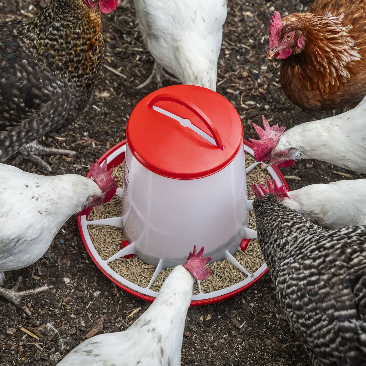 Sealey Poultry Feeder 6kg - Image 4