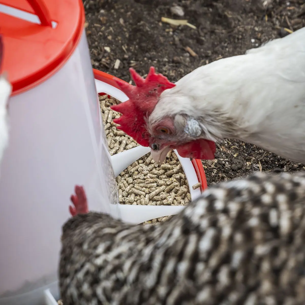 Sealey Poultry Feeder 6kg - Image 5