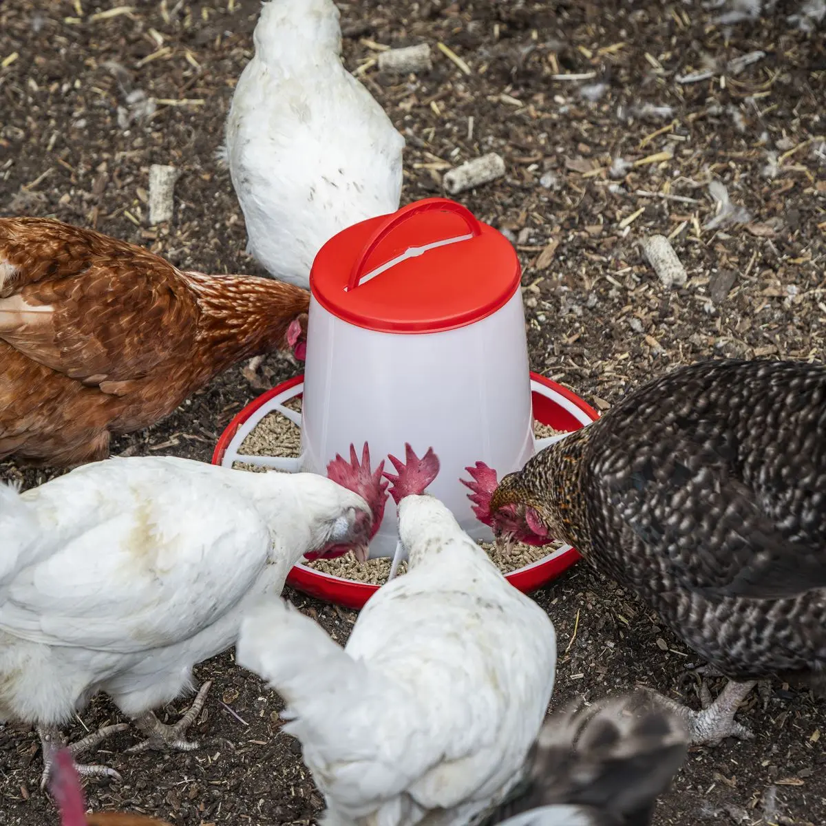 Sealey Poultry Feeder 6kg - Image 7